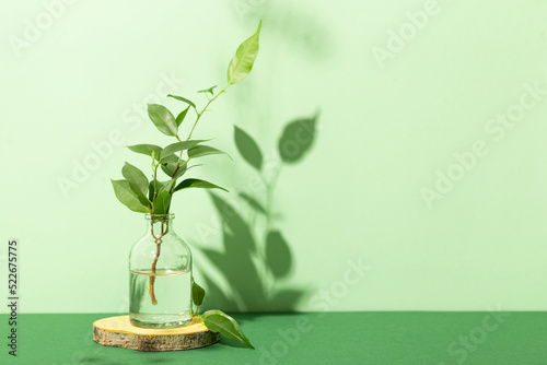 Foto Green branches of a house plant in a glass bottle with water on a green background