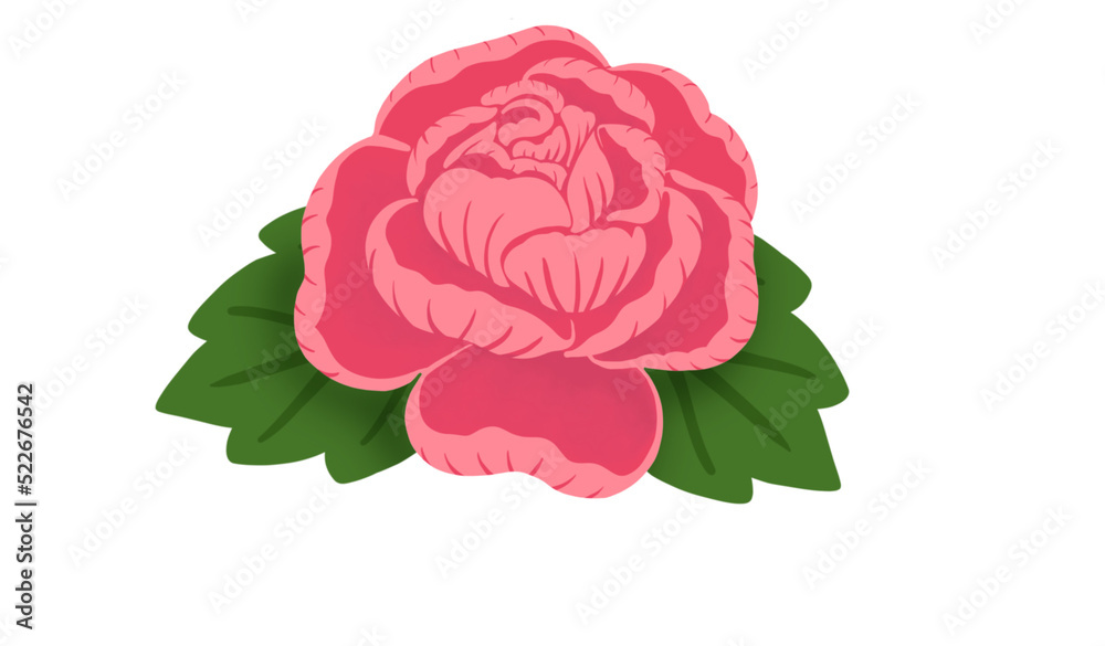 pink rose on transparent background, pink rose clipart. Stock