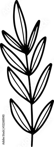forest fern eucalyptus art foliage natural
leaves herbs inline style. Decorative beauty, elegant illustration