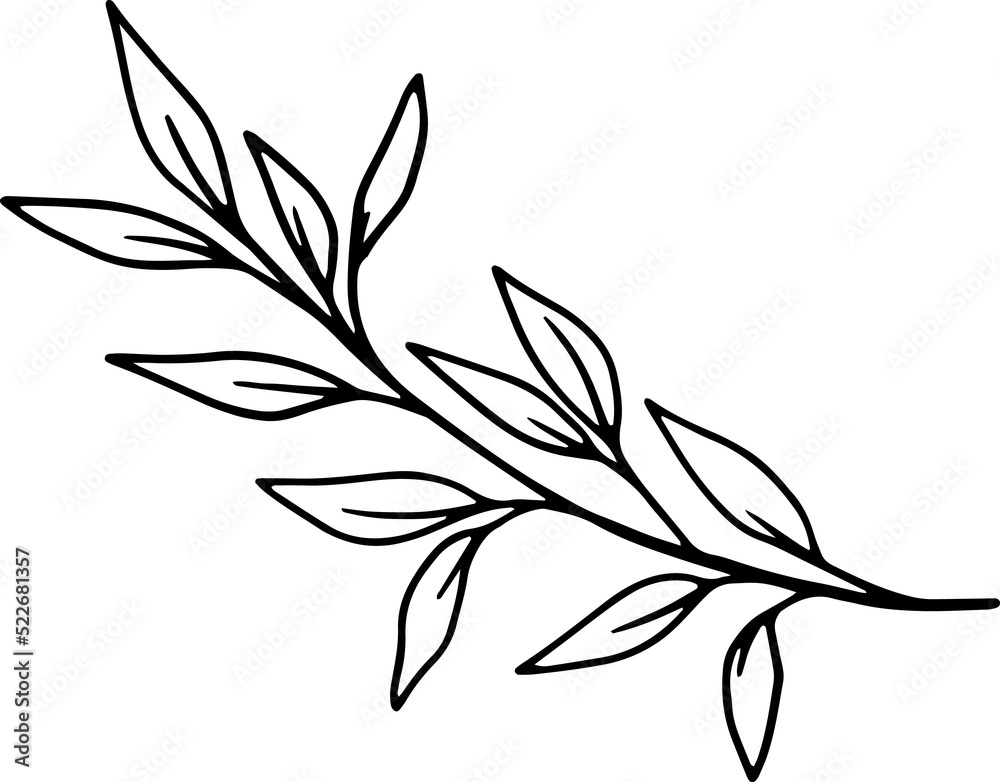 forest fern eucalyptus art foliage natural
leaves herbs inline style. Decorative beauty, elegant illustration