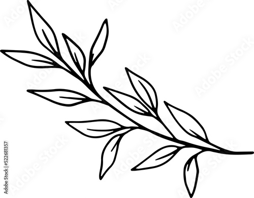 forest fern eucalyptus art foliage natural leaves herbs inline style. Decorative beauty, elegant illustration
