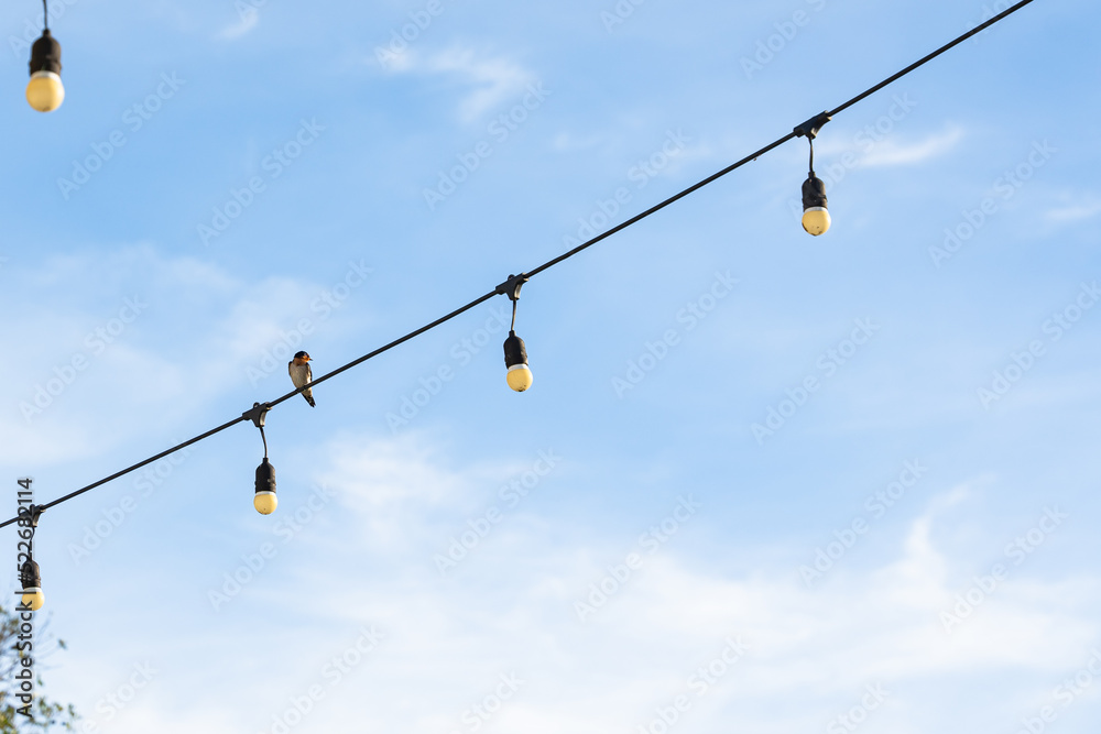 a pacific swallow hanging on a string of light bulbs while scouting for food a pacific swallow hanging on a string of light bulbs while scouting for food