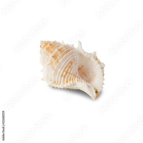 Seashell cutout, Png file.
