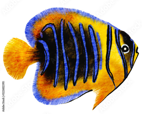 Watercolor of tropical fishes , colorful fishes in the ocean with transparent background © jenjira