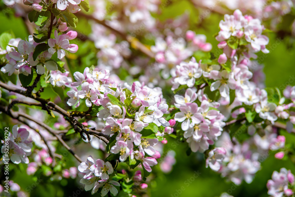 appletree blossom branch in the garden in spring
