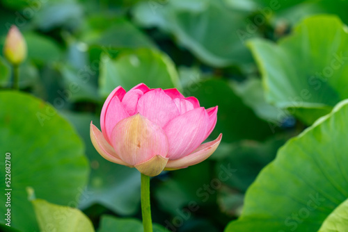 A pink lotus flower sways in the wind. Against the background of their green leaves. Lotus field on the lake in natural environment.