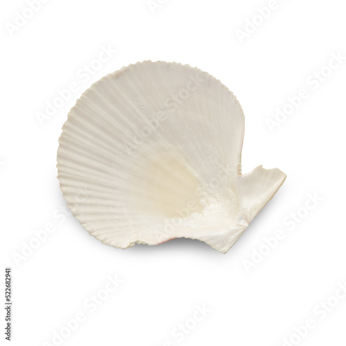 Seashell cutout, Png file.