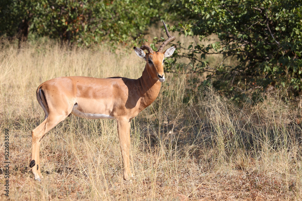 Schwarzfersenantilope / Impala / Aepyceros melampus Schwarzfersenantilope / Impala / Aepyceros melampus
