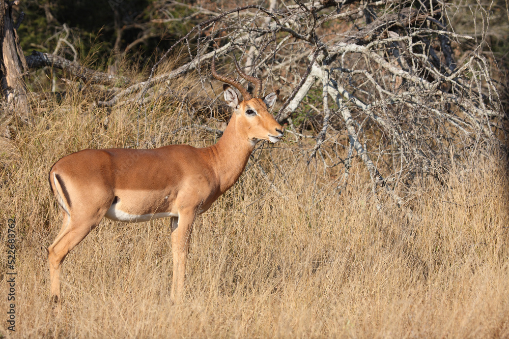 Naklejka premium Schwarzfersenantilope / Impala / Aepyceros melampus