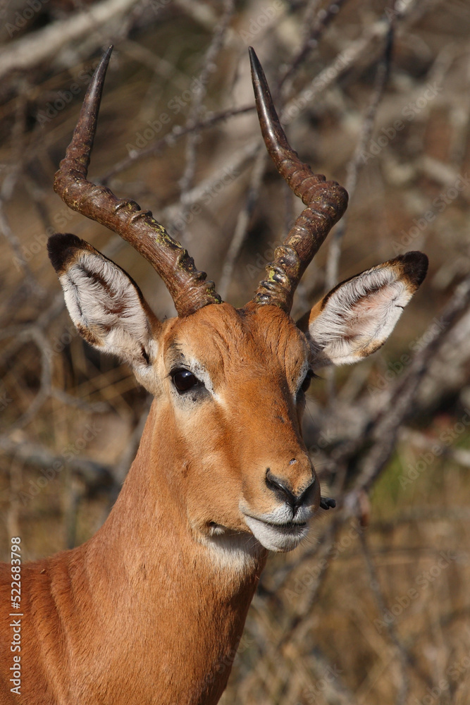 Schwarzfersenantilope / Impala / Aepyceros melampus Schwarzfersenantilope / Impala / Aepyceros melampus