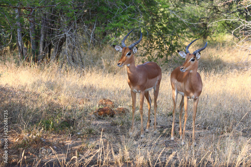 Schwarzfersenantilope / Impala / Aepyceros melampus