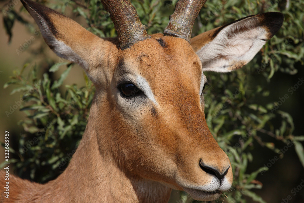 Naklejka premium Schwarzfersenantilope / Impala / Aepyceros melampus