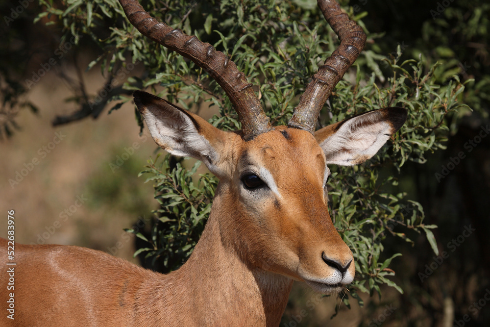 Schwarzfersenantilope / Impala / Aepyceros melampus Schwarzfersenantilope / Impala / Aepyceros melampus