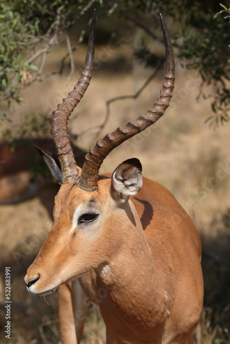 Schwarzfersenantilope / Impala / Aepyceros melampus