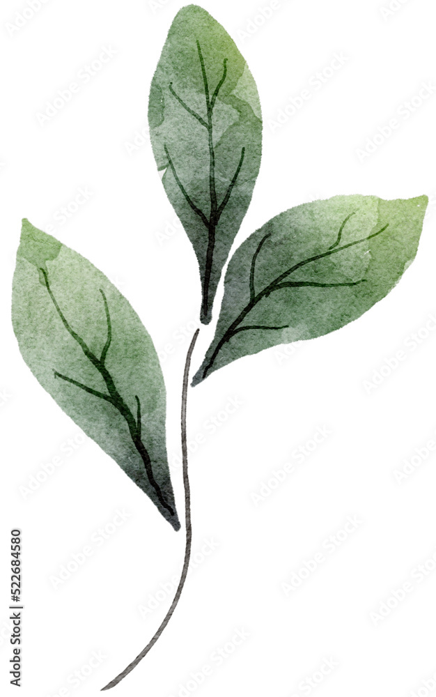 Obraz premium Leaf watercolor transparency for decoration.