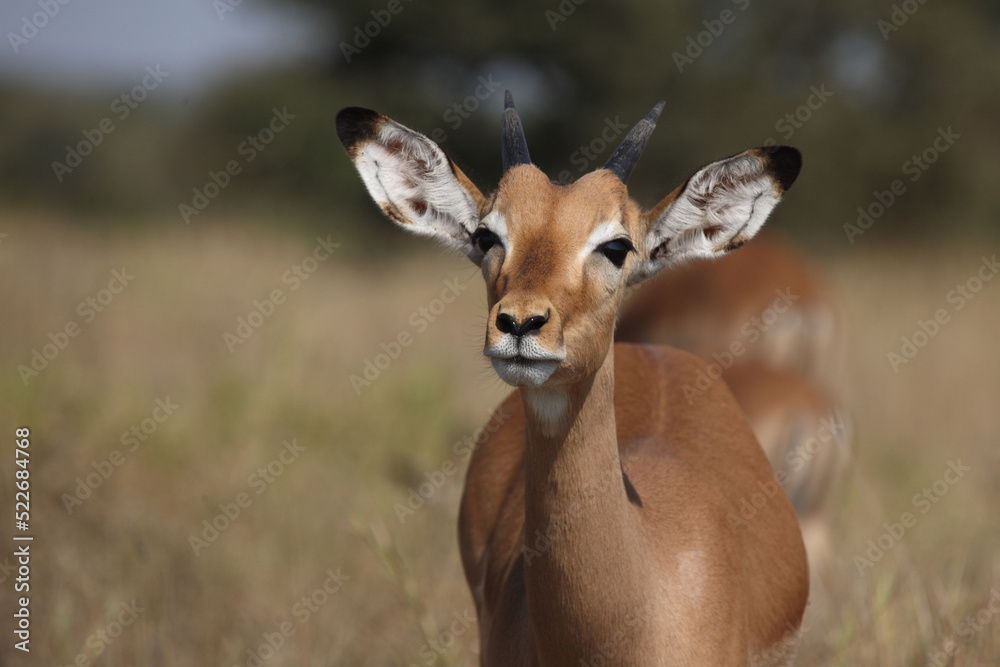 Schwarzfersenantilope / Impala / Aepyceros melampus.