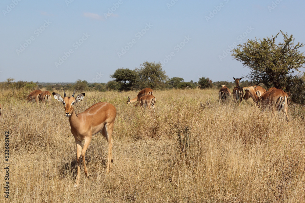 Schwarzfersenantilope / Impala / Aepyceros melampus. Schwarzfersenantilope / Impala / Aepyceros melampus.