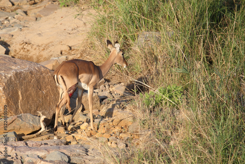 Schwarzfersenantilope / Impala / Aepyceros melampus Schwarzfersenantilope / Impala / Aepyceros melampus