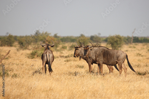 Streifengnu / Blue wildebeest / Connochaetes taurinus