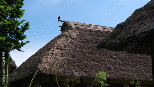 茅葺屋根と鳥 photo