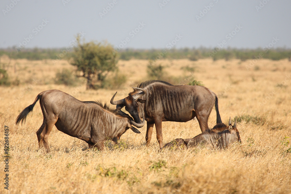 Streifengnu / Blue wildebeest / Connochaetes taurinus. Streifengnu / Blue wildebeest / Connochaetes taurinus.