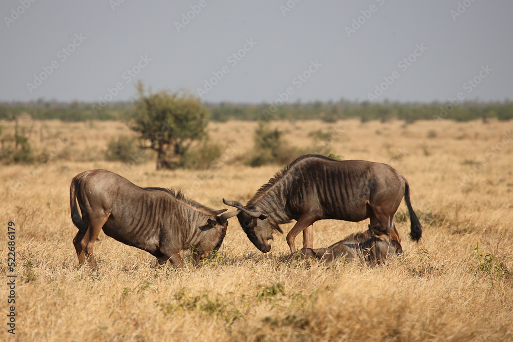 Streifengnu / Blue wildebeest / Connochaetes taurinus. Streifengnu / Blue wildebeest / Connochaetes taurinus.