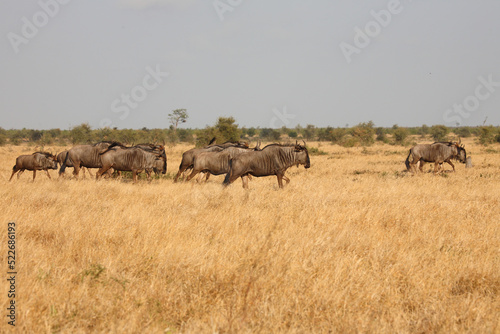 Streifengnu / Blue wildebeest / Connochaetes taurinus......Streifengnu / Blue wildebeest / Connochaetes taurinus.