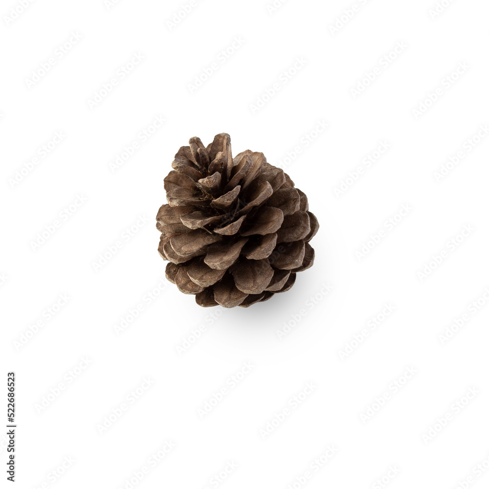 Pine cone cutout, Png file. Pine cone cutout, Png file.