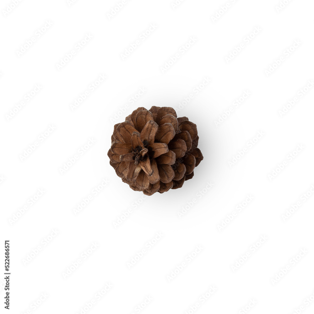Pine cone cutout, Png file. Pine cone cutout, Png file.