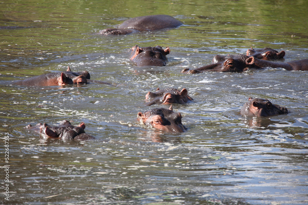 Flußpferd im Sweni River / Hippopotamus in Sweni River / Hippopotamus amphibius Flußpferd im Sweni River / Hippopotamus in Sweni River / Hippopotamus amphibius