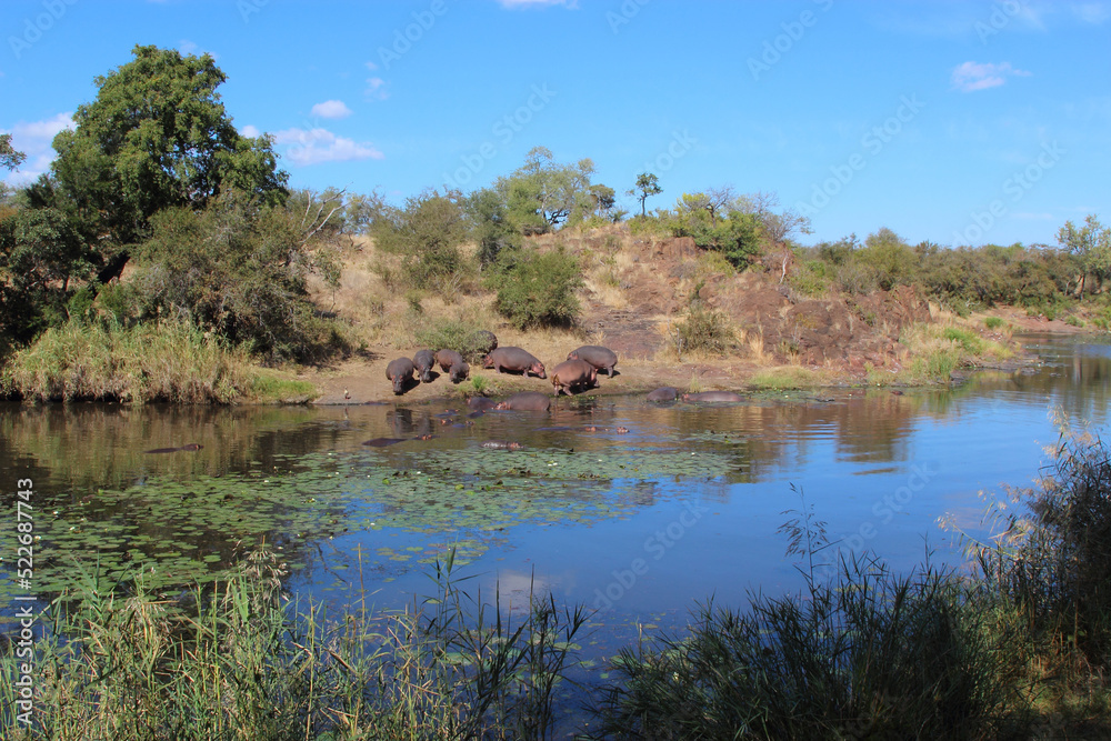 Flußpferd am Sweni River / Hippopotamus at Sweni River / Hippopotamus amphibius Flußpferd am Sweni River / Hippopotamus at Sweni River / Hippopotamus amphibius