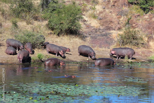 Flu  pferd am Sweni River   Hippopotamus at Sweni River   Hippopotamus amphibius.