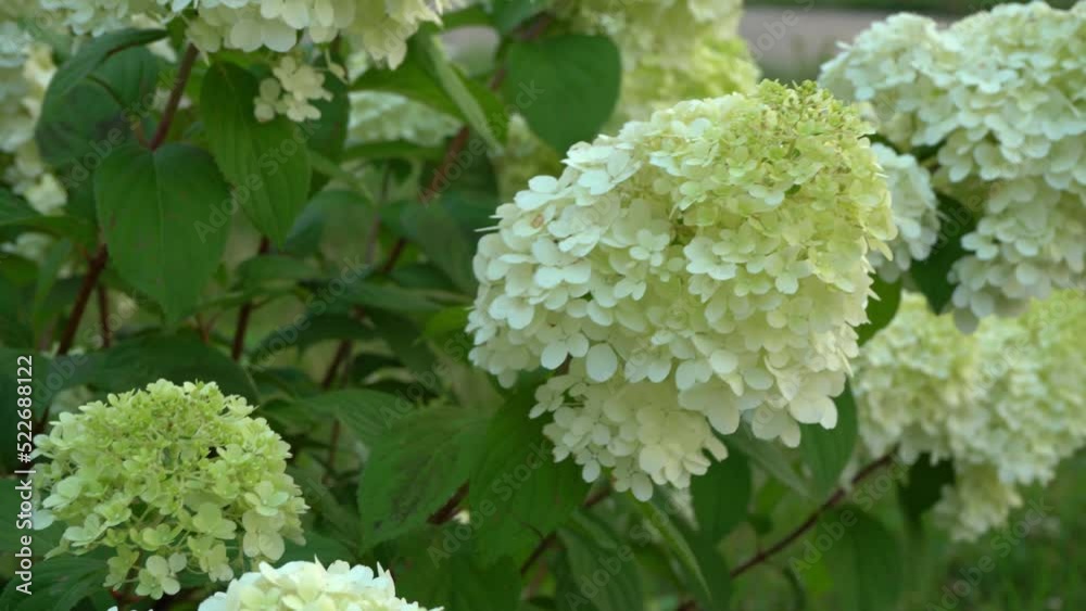 White and green hydrangea flowers. Flowering in the garden in summer. Large bud. Hydrangea flower swaying branches in the wind. White and green hydrangea flowers. Flowering in the garden in summer. Large bud. Hydrangea flower swaying branches in the wind.