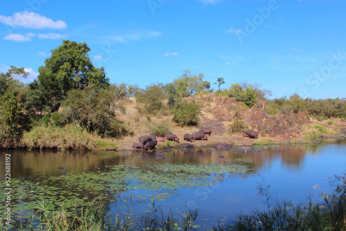 Flußpferd am Sweni River / Hippopotamus at Sweni River / Hippopotamus amphibius.