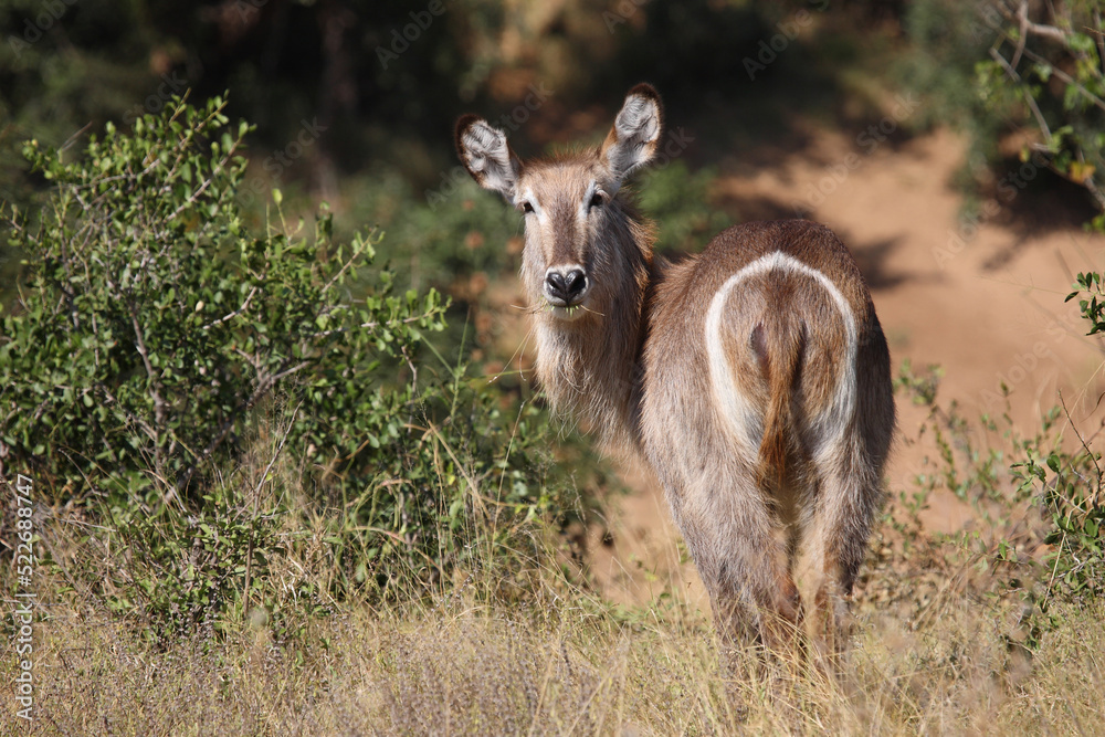 Fototapeta premium Wasserbock / Waterbuck / Kobus ellipsiprymnus