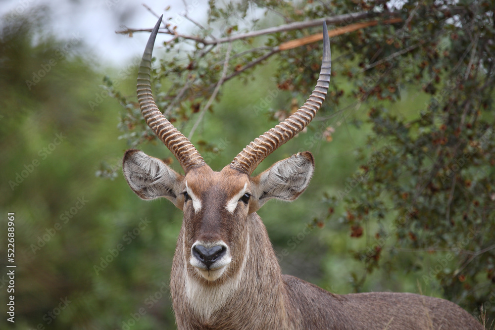 Wasserbock / Waterbuck / Kobus ellipsiprymnus Wasserbock / Waterbuck / Kobus ellipsiprymnus