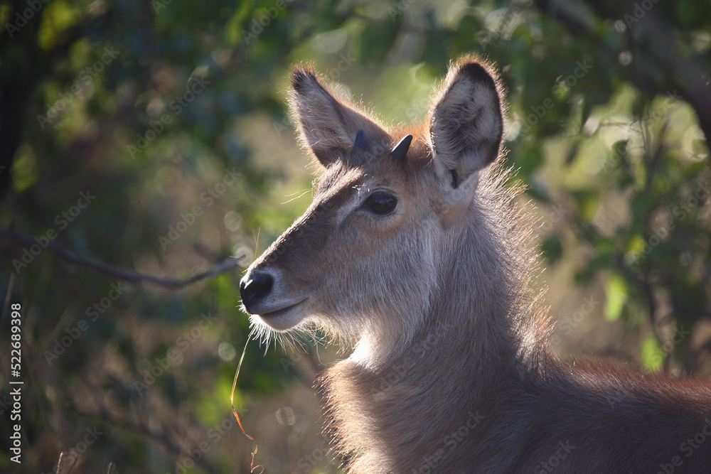 Wasserbock / Waterbuck / Kobus ellipsiprymnus.. Wasserbock / Waterbuck / Kobus ellipsiprymnus..