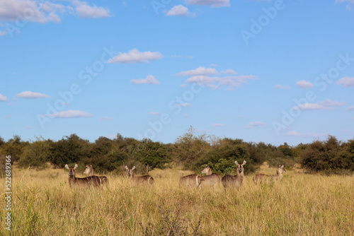 Wasserbock / Waterbuck / Kobus ellipsiprymnus