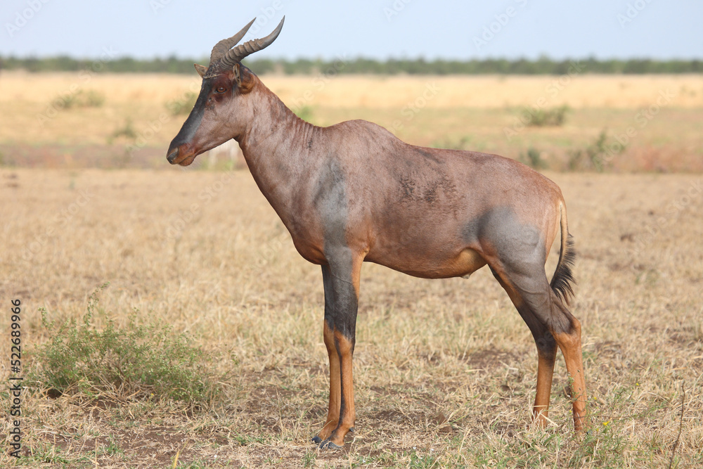 Leierantilope oder Halbmondantilope / Common tsessebe / Damaliscus lunatus