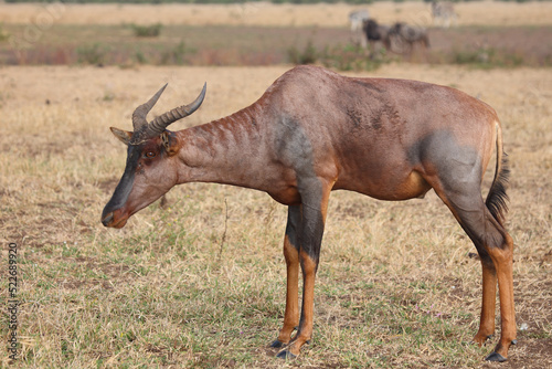 Leierantilope oder Halbmondantilope / Common tsessebe / Damaliscus lunatus