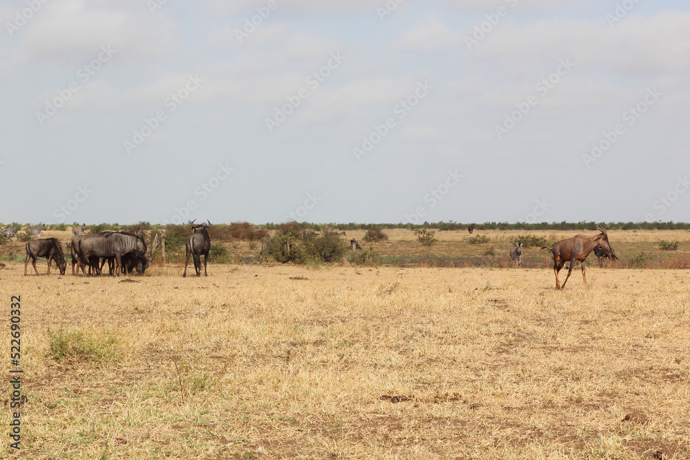 Leierantilope - Streifengnu - Steppenzebra / Common tsessebe - Blue wildebeest - Burchell's zebra / Damaliscus lunatus - Connochaetes taurinus - Equus quagga burchellii Leierantilope - Streifengnu - Steppenzebra / Common tsessebe - Blue wildebeest - Burchell's zebra / Damaliscus lunatus - Connochaetes taurinus - Equus quagga burchellii