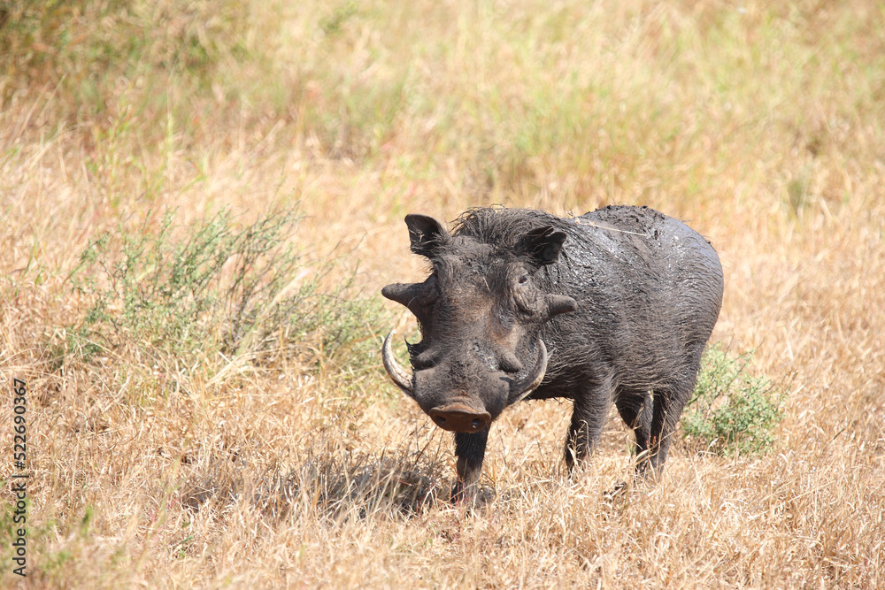 Warzenschwein / Warthog / Phacochoerus africanus Warzenschwein / Warthog / Phacochoerus africanus