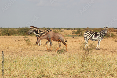 Leierantilope - Steppenzebra   Common tsessebe - Burchell s zebra   Damaliscus lunatus - Equus quagga burchellii