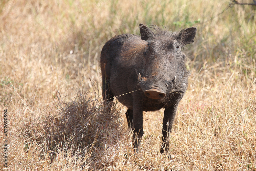 Warzenschwein / Warthog / Phacochoerus africanus Warzenschwein / Warthog / Phacochoerus africanus