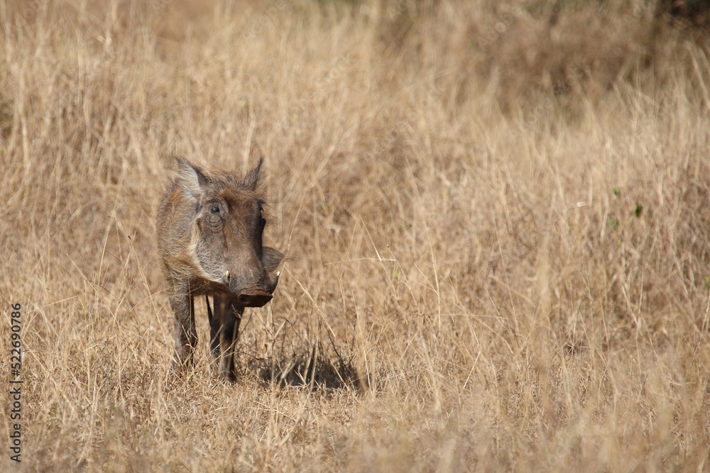 Warzenschwein / Warthog / Phacochoerus africanus Warzenschwein / Warthog / Phacochoerus africanus