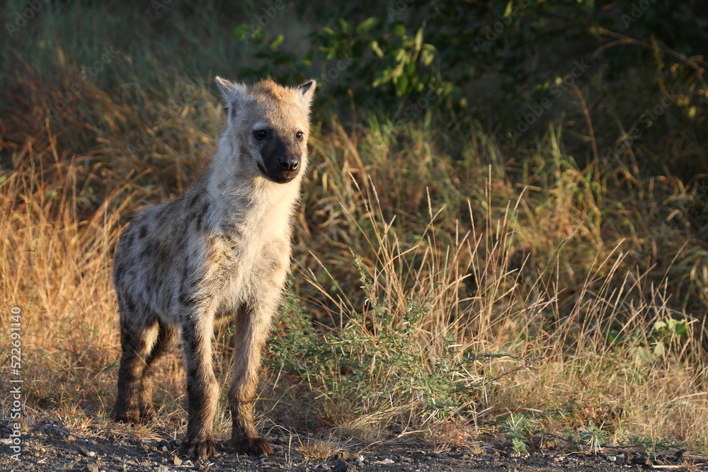 Tüpfelhyäne / Spotted hyaena / Crocuta crocuta...