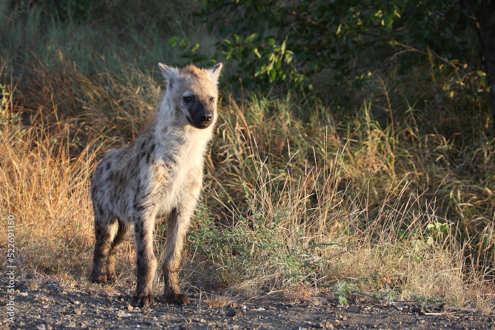 Tüpfelhyäne / Spotted hyaena / Crocuta crocuta... Tüpfelhyäne / Spotted hyaena / Crocuta crocuta...