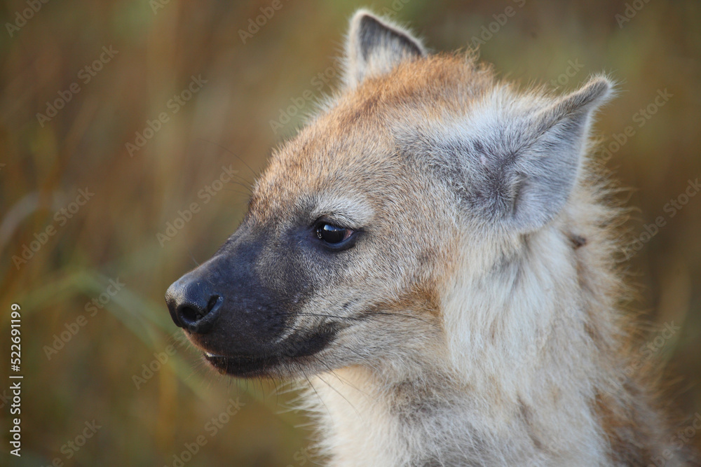 Tüpfelhyäne / Spotted hyaena / Crocuta crocuta... Tüpfelhyäne / Spotted hyaena / Crocuta crocuta...