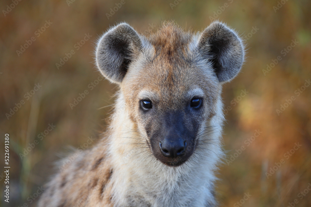 Tüpfelhyäne / Spotted hyaena / Crocuta crocuta... Tüpfelhyäne / Spotted hyaena / Crocuta crocuta...