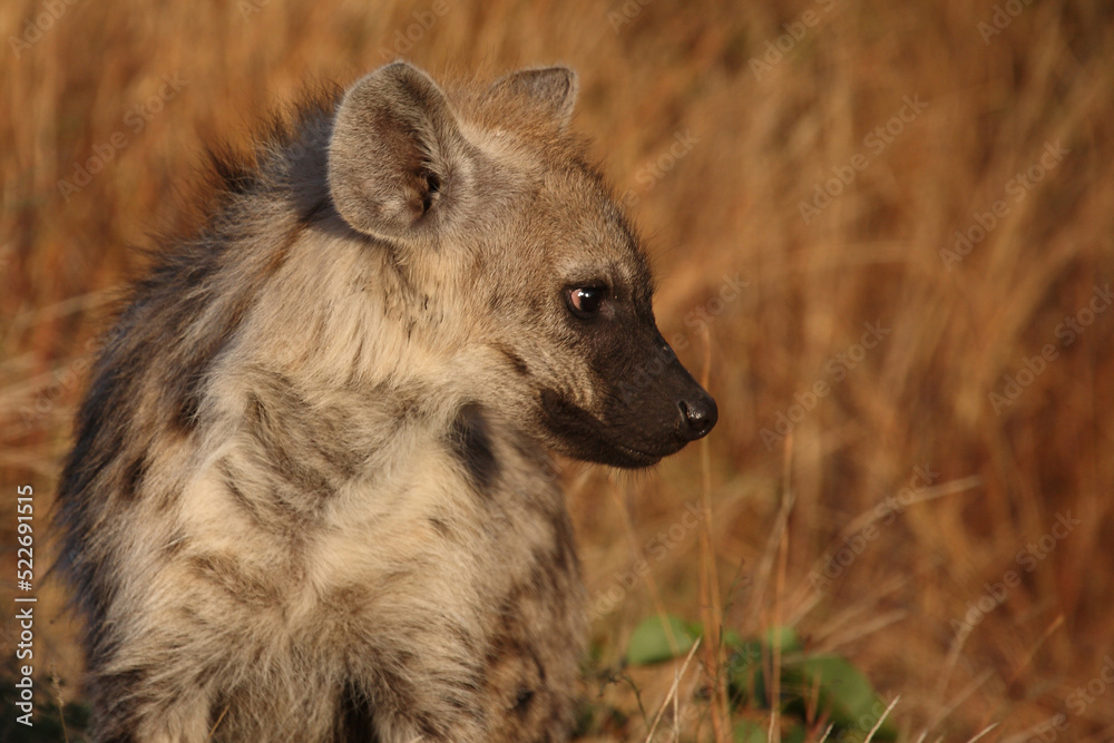 Tüpfelhyäne / Spotted hyaena / Crocuta crocuta... Tüpfelhyäne / Spotted hyaena / Crocuta crocuta...
